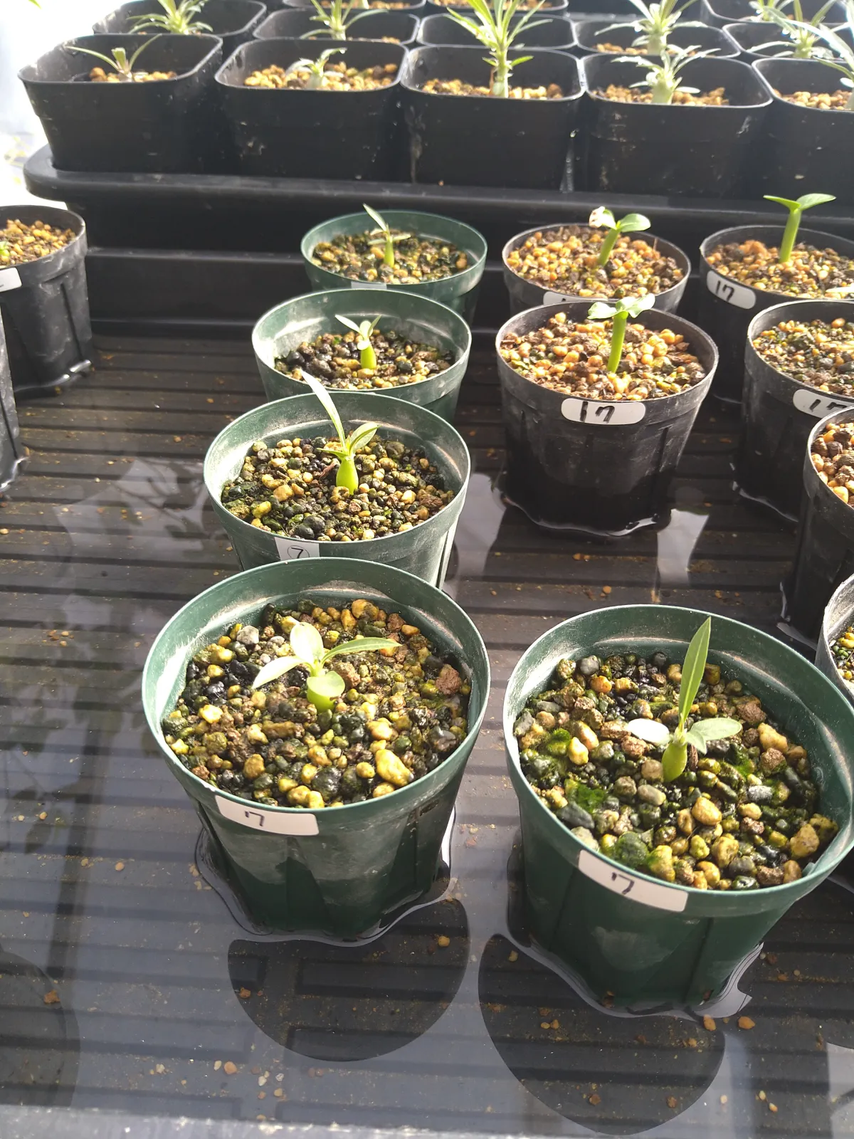 Pachypodium rosulatum var. eburneum (パキポディウム エブレネウム)