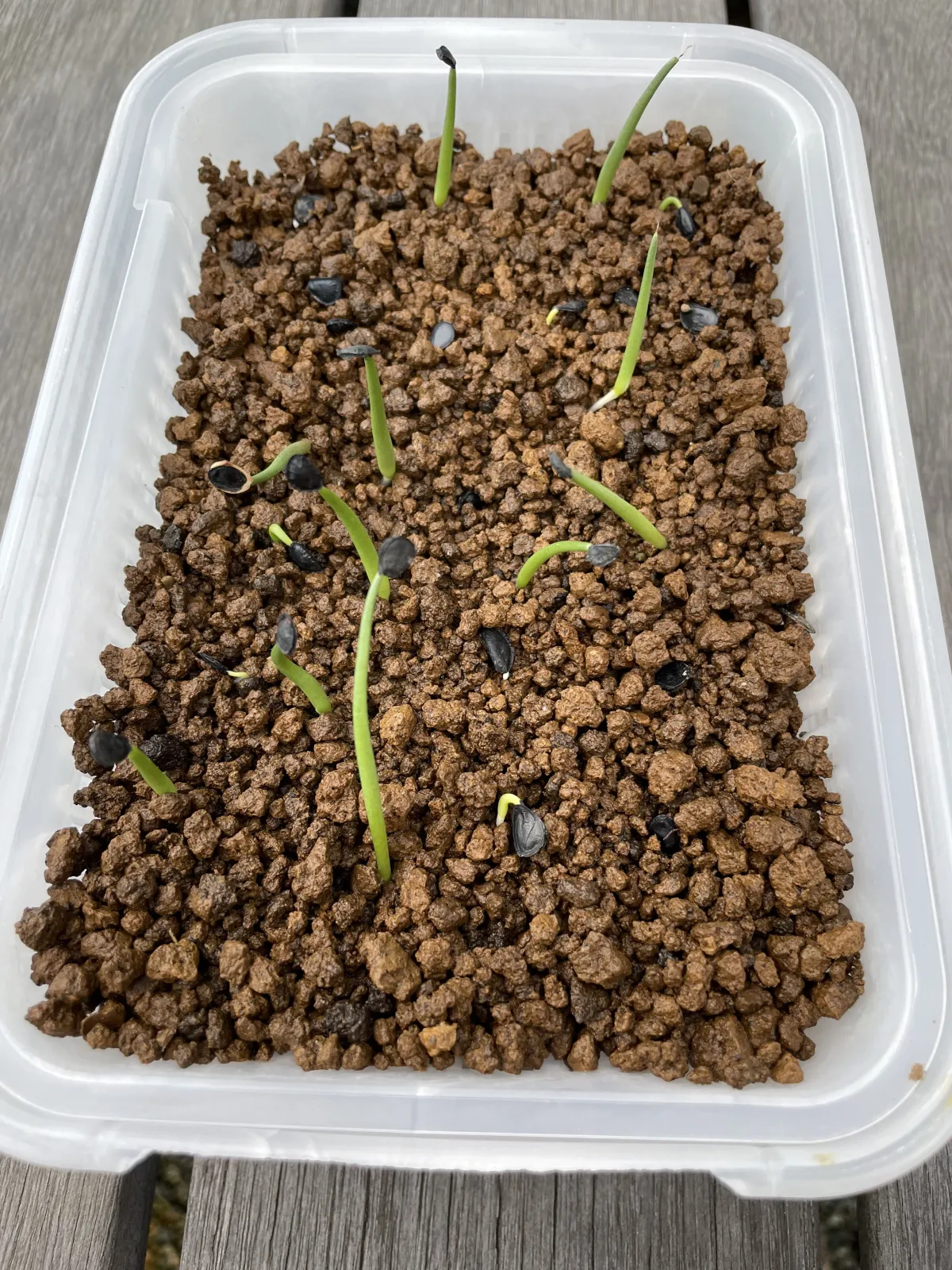 Agave parryi subsp. neomexicana (アガベ ネオメキシカーナ)