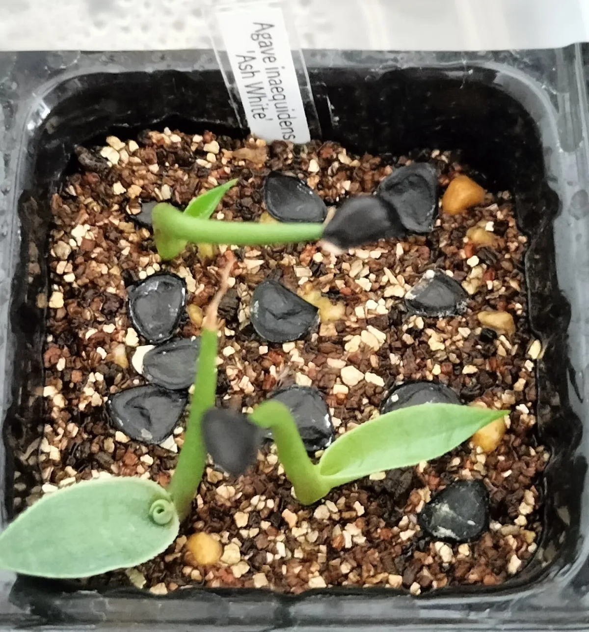 Agave inaequidens 'Ashy White' (アガベ インアクイデンス アッシーホワイト)