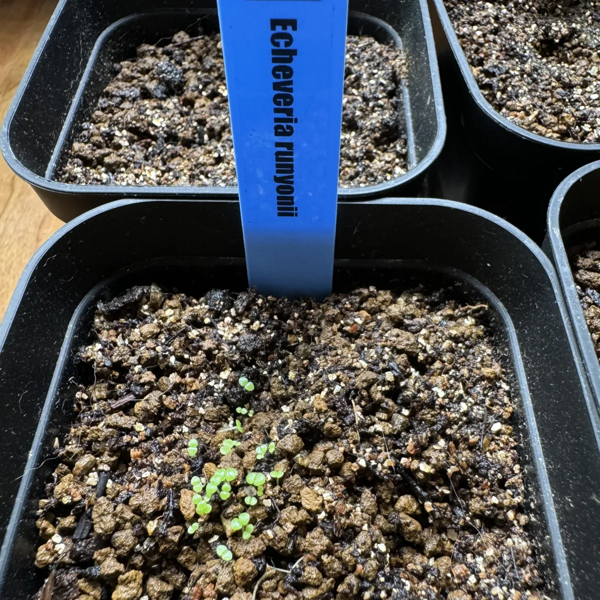 Echeveria runyonii 'Topsy Turvy' (エケベリア ルンヨニー)