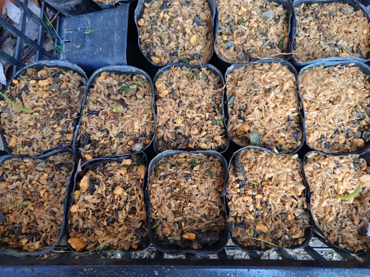 Agave Agave sp 'Azul Monterrey' (アガベ アズールモントレー)