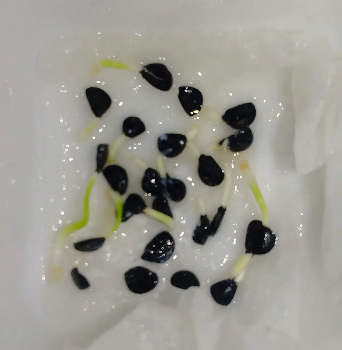 Agave oteroi (アガベ オテロイ)