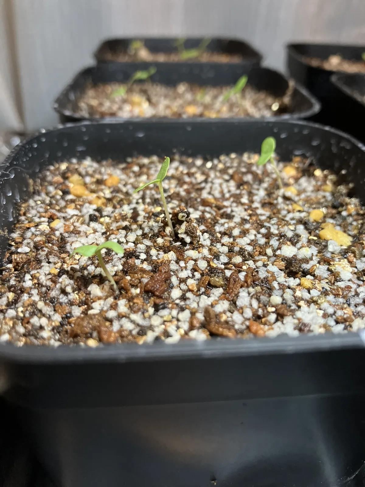 Pachycormus discolor (パキコルムス ディスカラー)