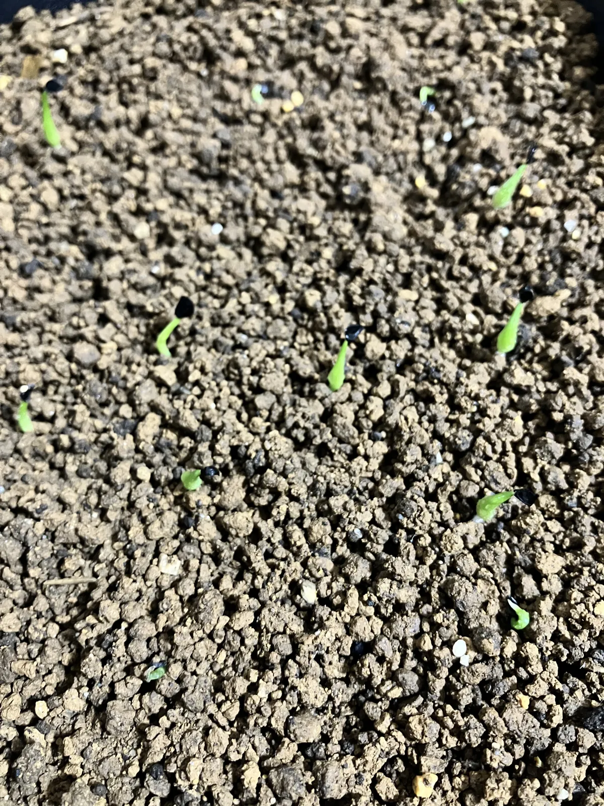 Agave titanota (アガベ チタノタ ドワーフ)