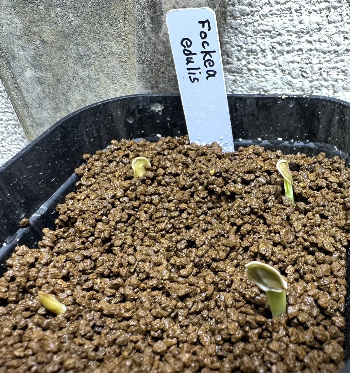 Fockea edulis (フォッケア 火星人)