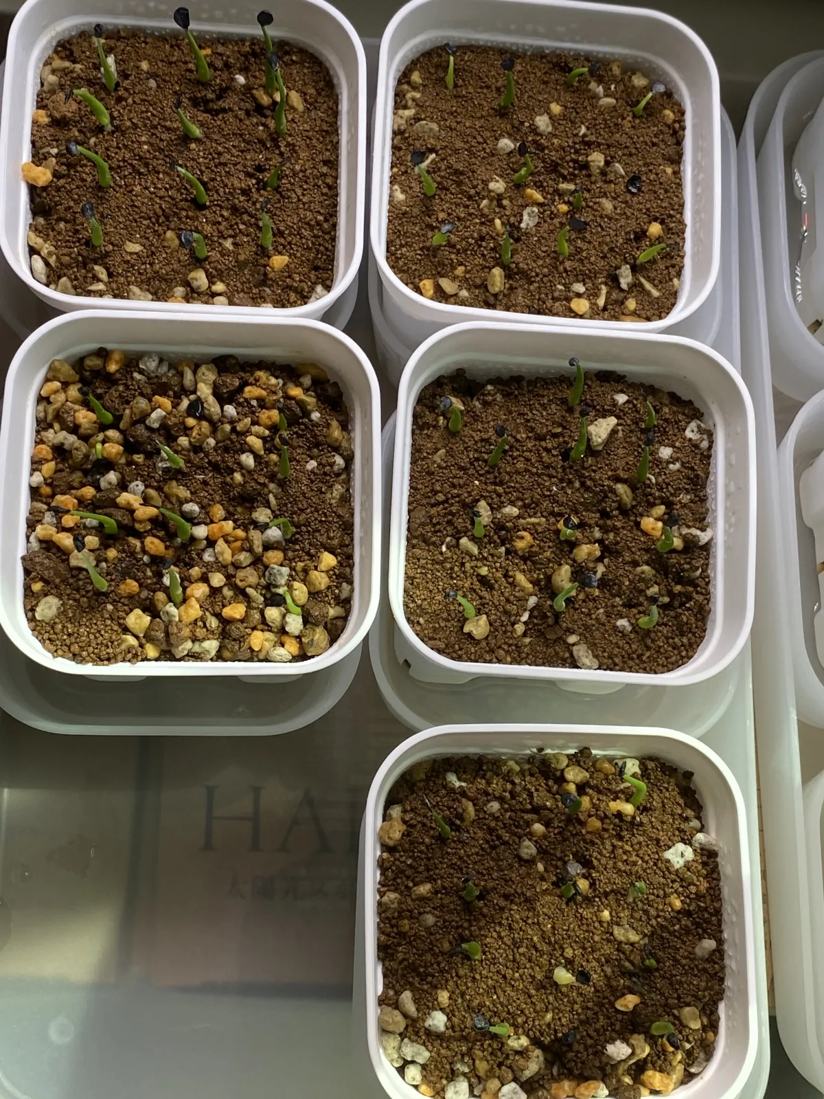 Agave utahensis var. eborispina 'Hayford' (アガベ エボリスピナ ヘイフォード)