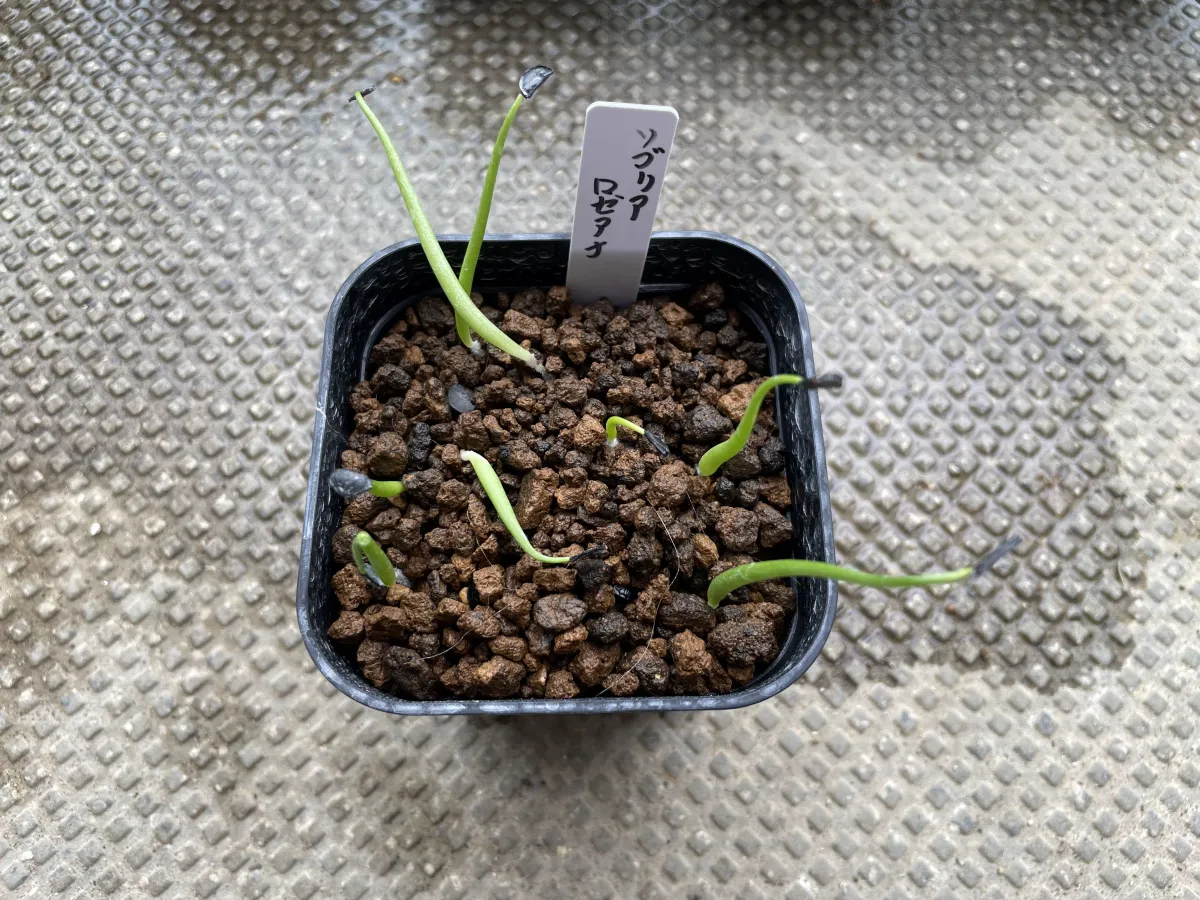 Agave sobria subsp. roseana (アガベ ソブリア ロゼアナ)