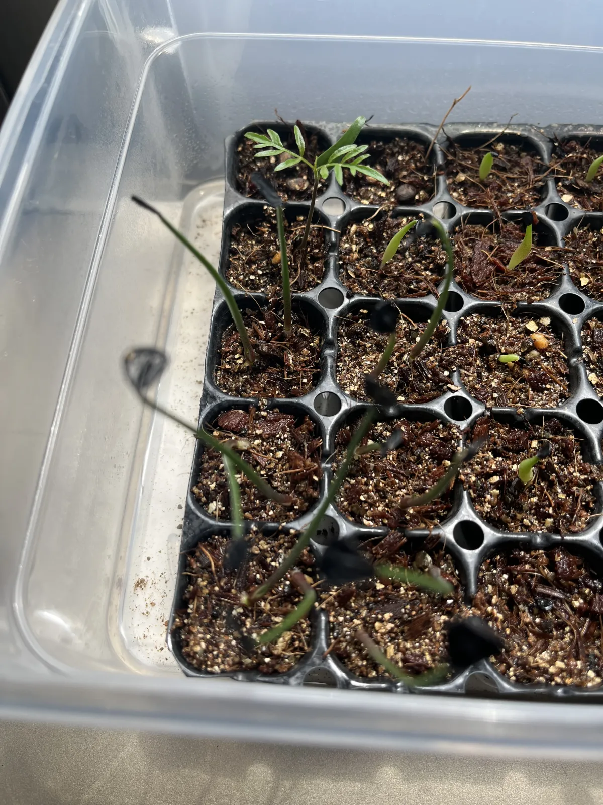 Agave hookeri (アガベ フーケリ)