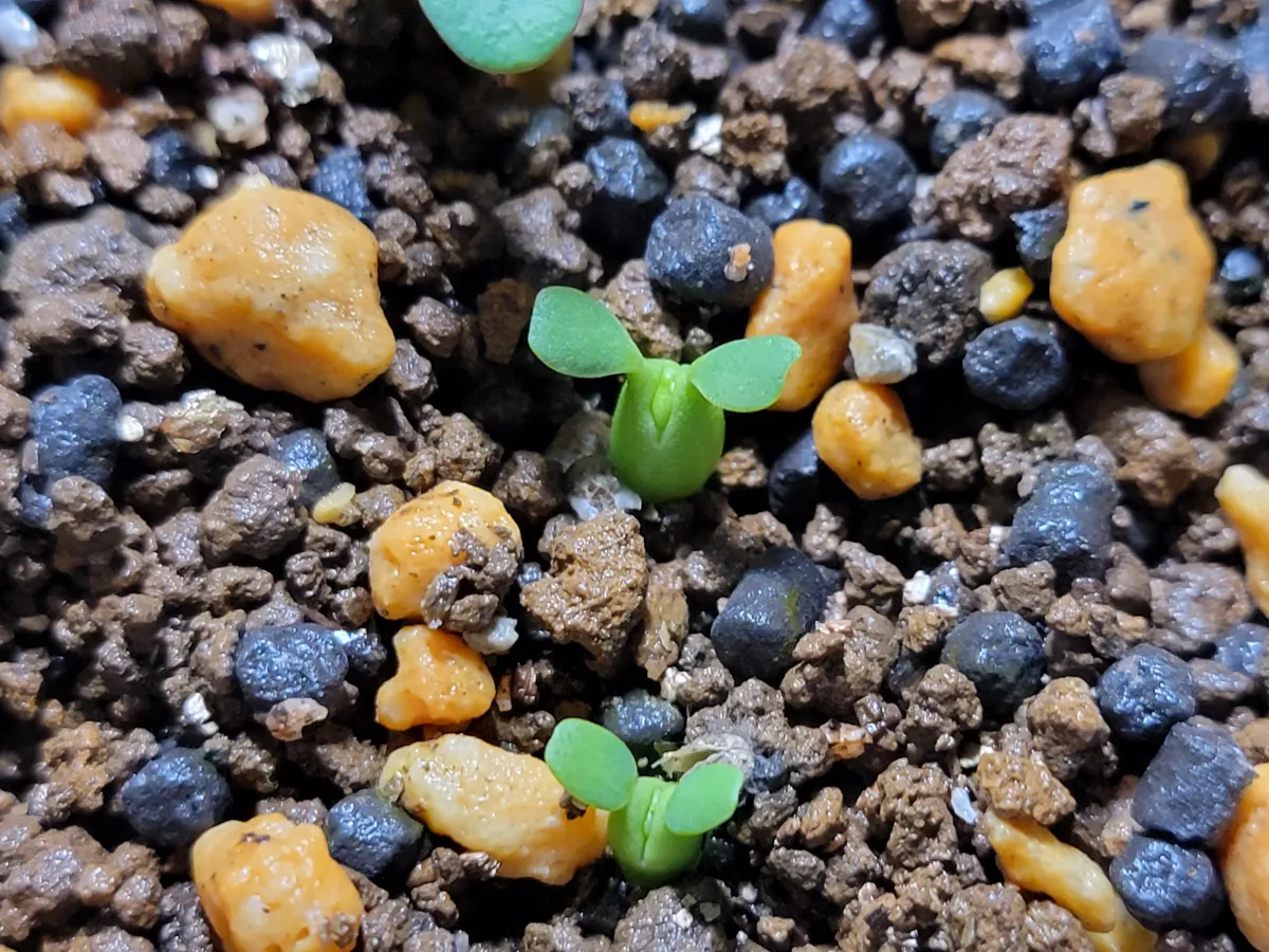 Euphorbia obesa subsp. obesa (ユーフォルビア オベサ)