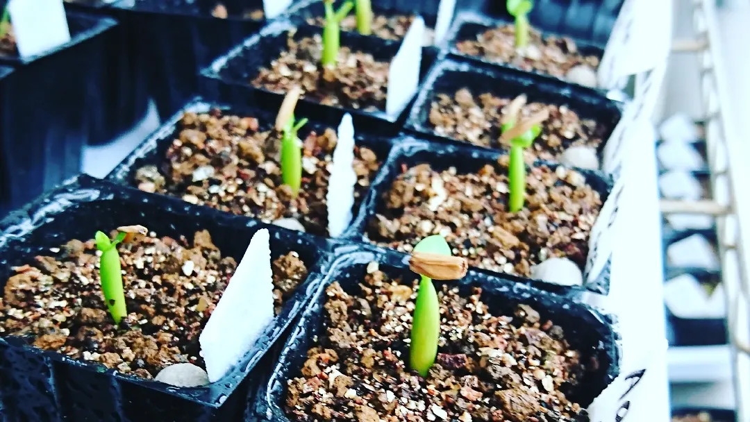 Adenium obesum (アデニウム オベスム)