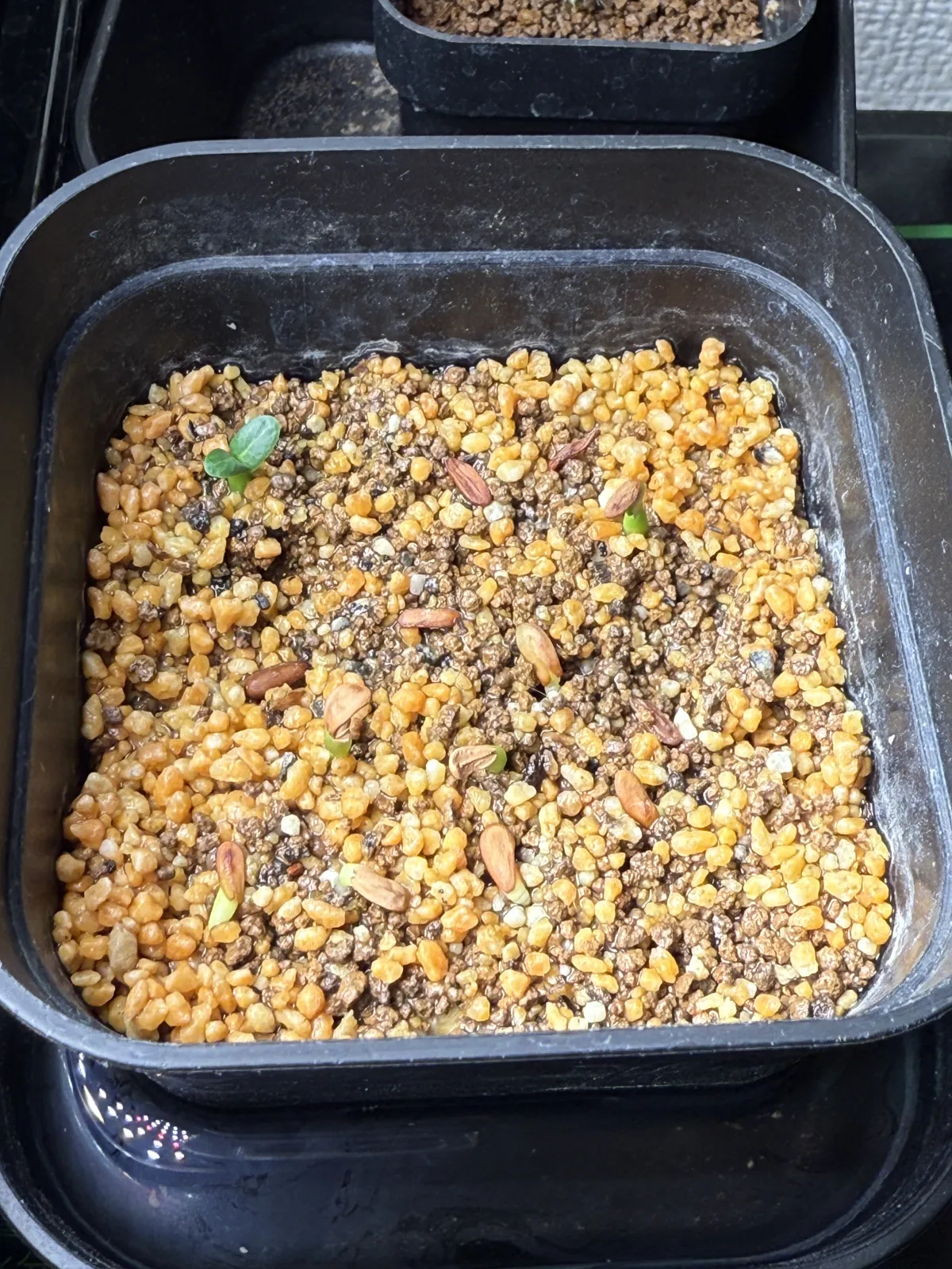 Pachypodium rosulatum var. inopinatum (パキポディウム イノピナツム)