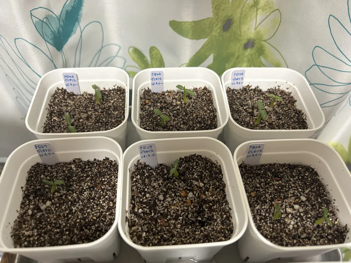 Pachypodium rosulatum var. gracilius (パキポディウム グラキリス)