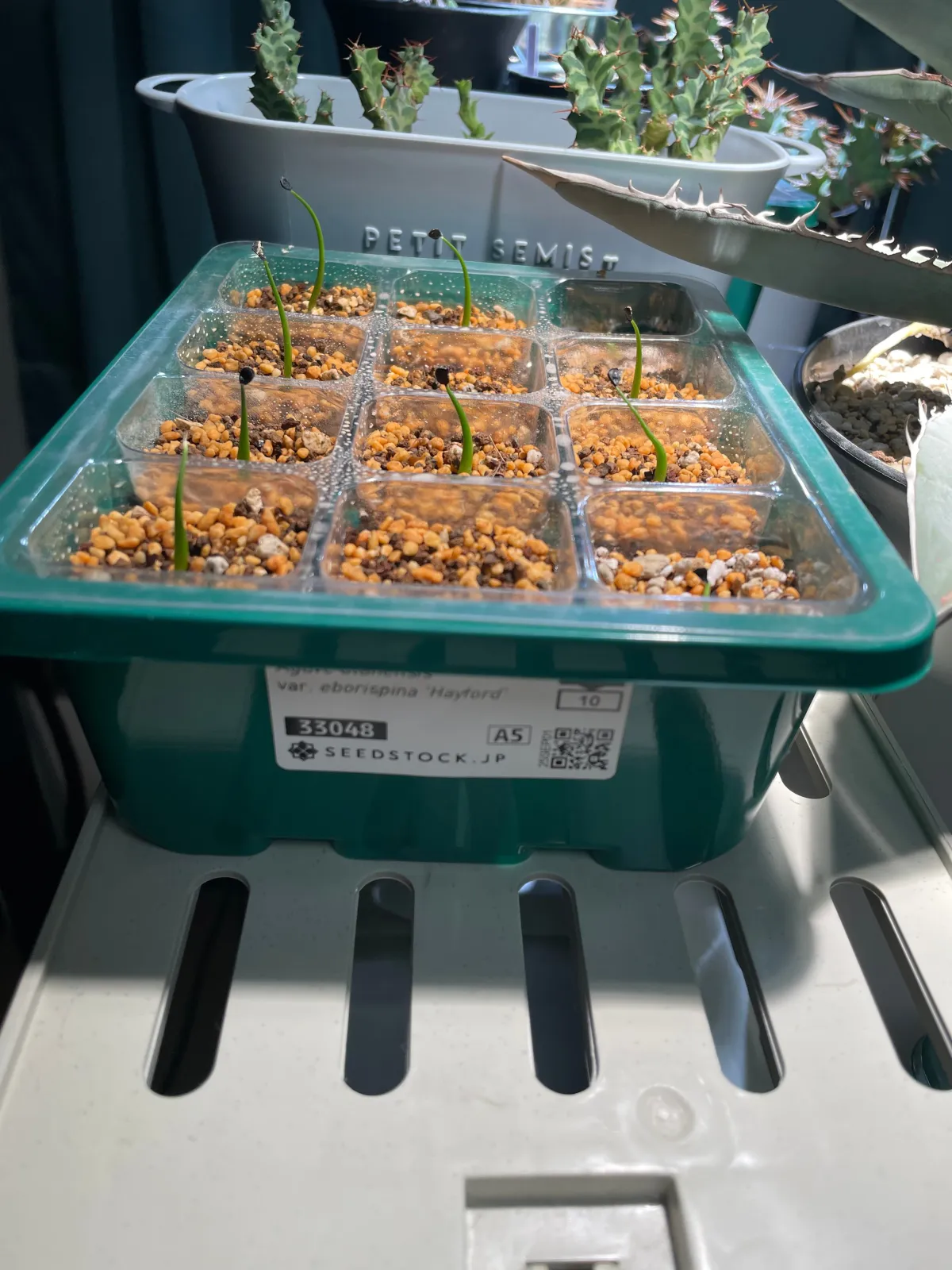 Agave utahensis var. eborispina 'Hayford' (アガベ エボリスピナ ヘイフォード)