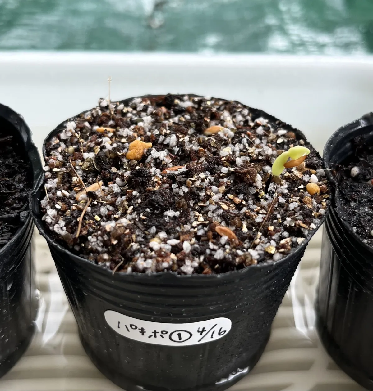 Pachypodium rosulatum ssp. rosulatum (パキポディウム ロスラーツム)