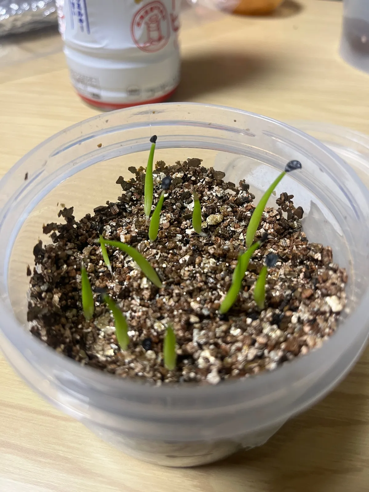 Terminalia catappa (テルミナリア モモタマナ)