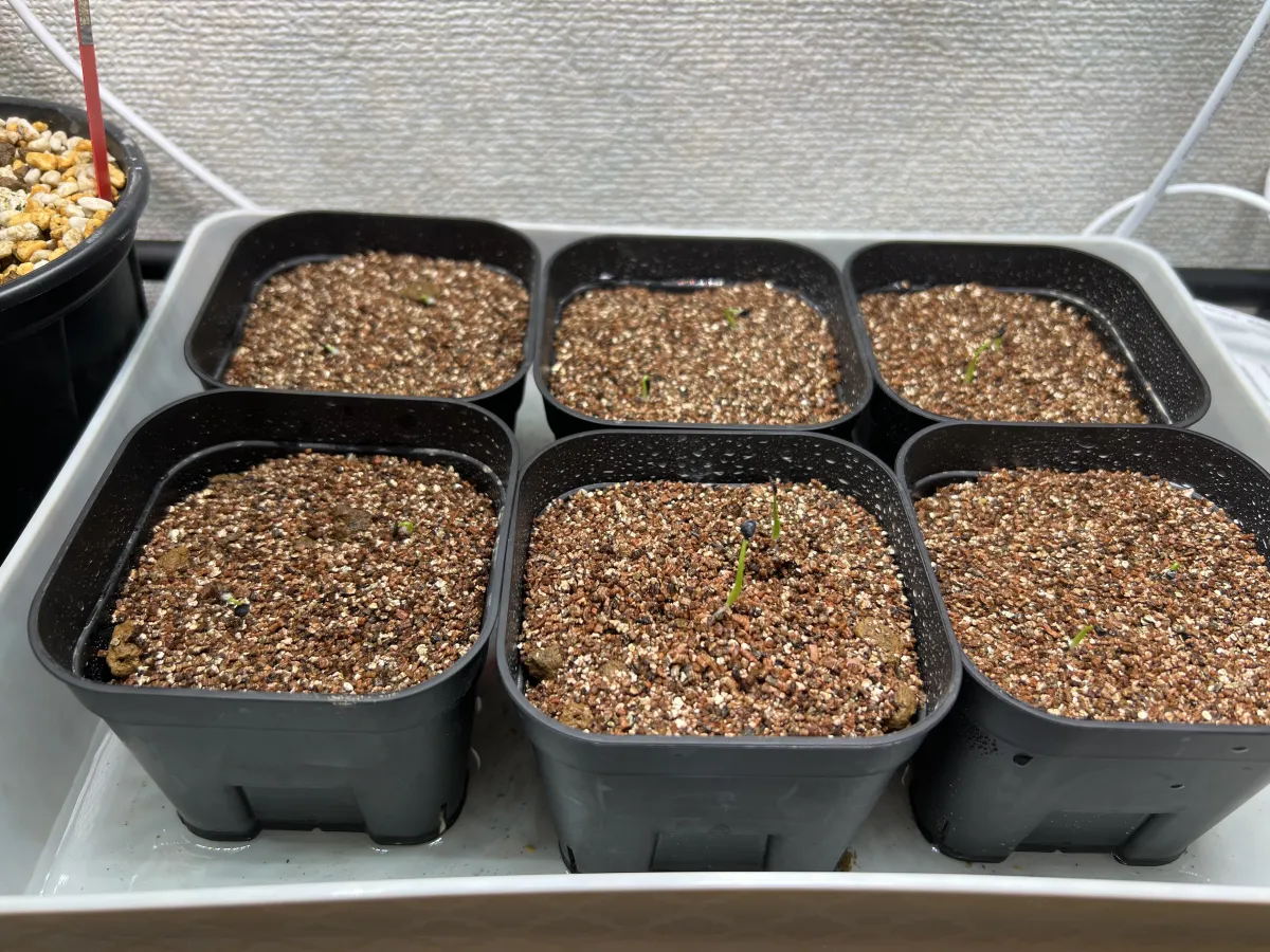 Agave utahensis var. eborispina (アガベ エボリスピナ)