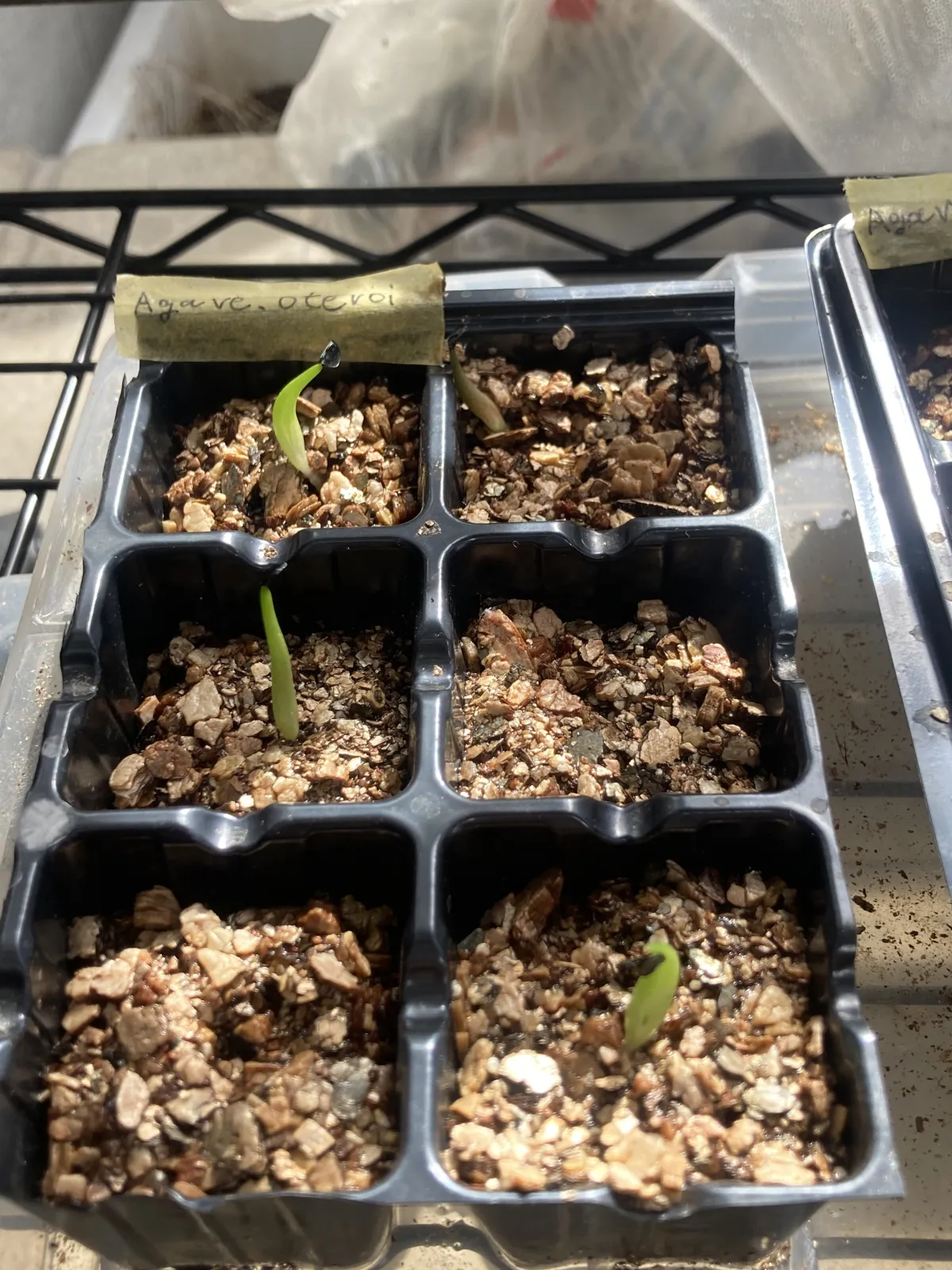 Agave oteroi (アガベ オテロイ)