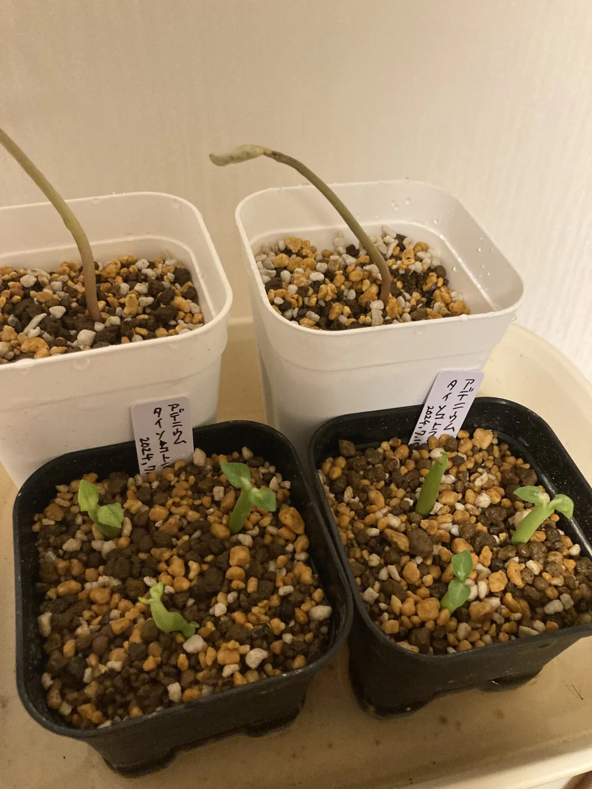 Adenium obesum thai (アデニウム タイ ソコトラナム)