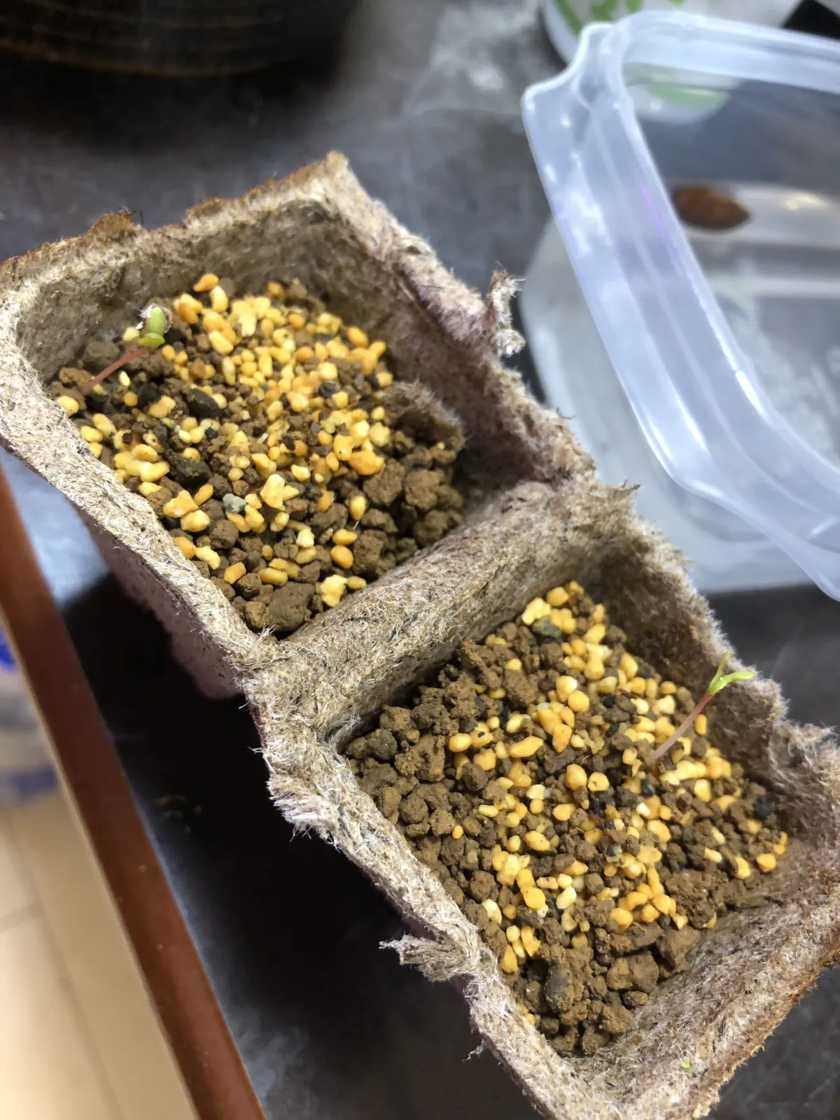 Bolusanthus speciosus (ボルサンサス スペシオサス)