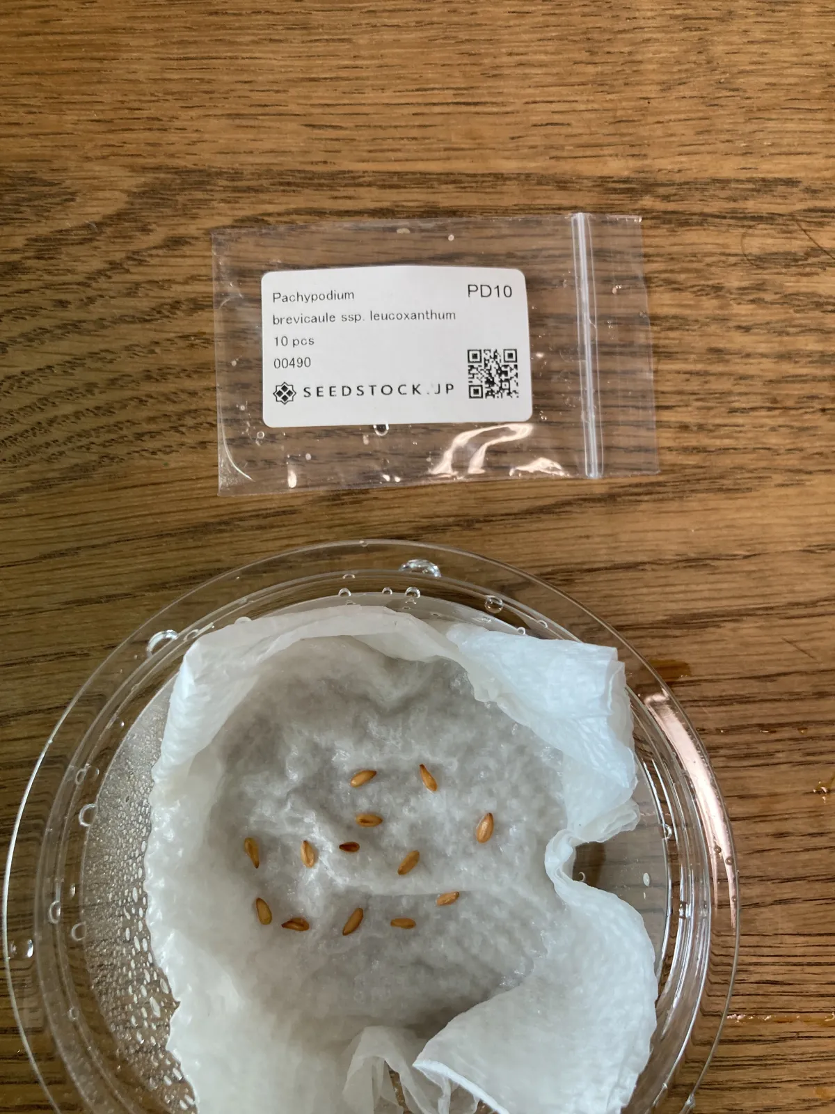 Pachypodium brevicaule subsp. leucoxanthum (パキポディウム レウコキサンツム)