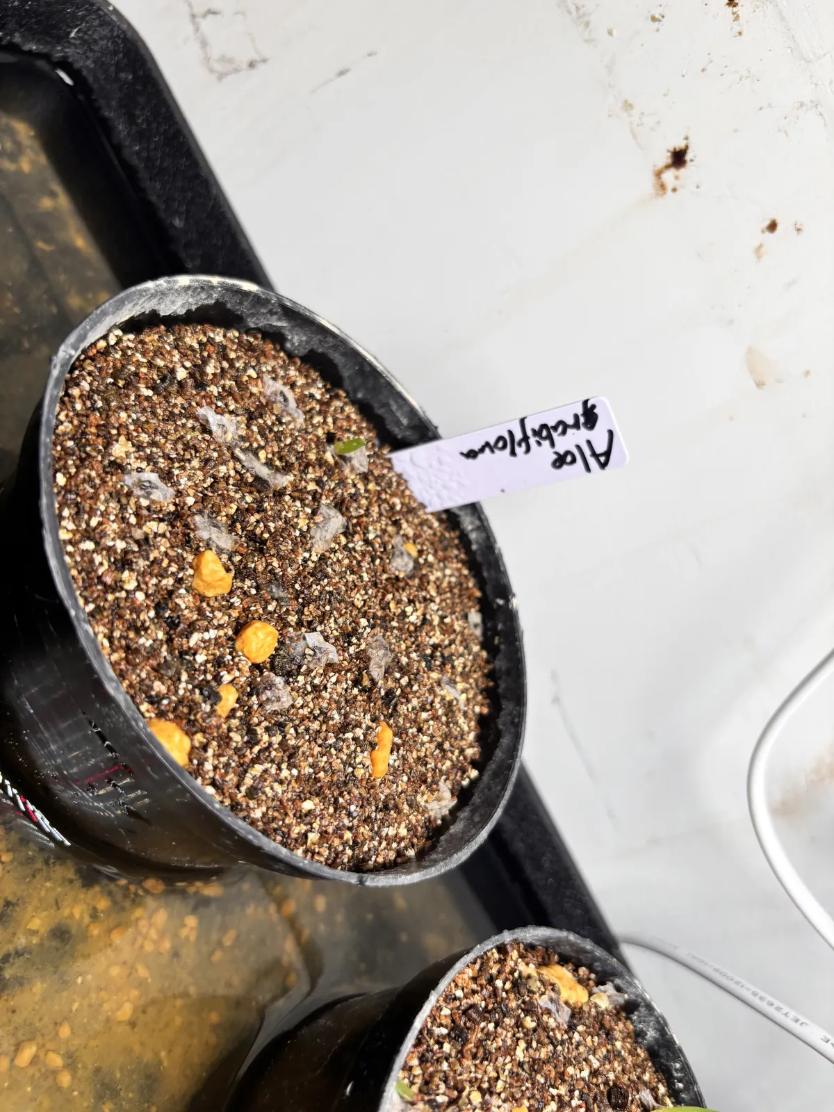 Aloe claviflora (アロエ クラビフローラ)