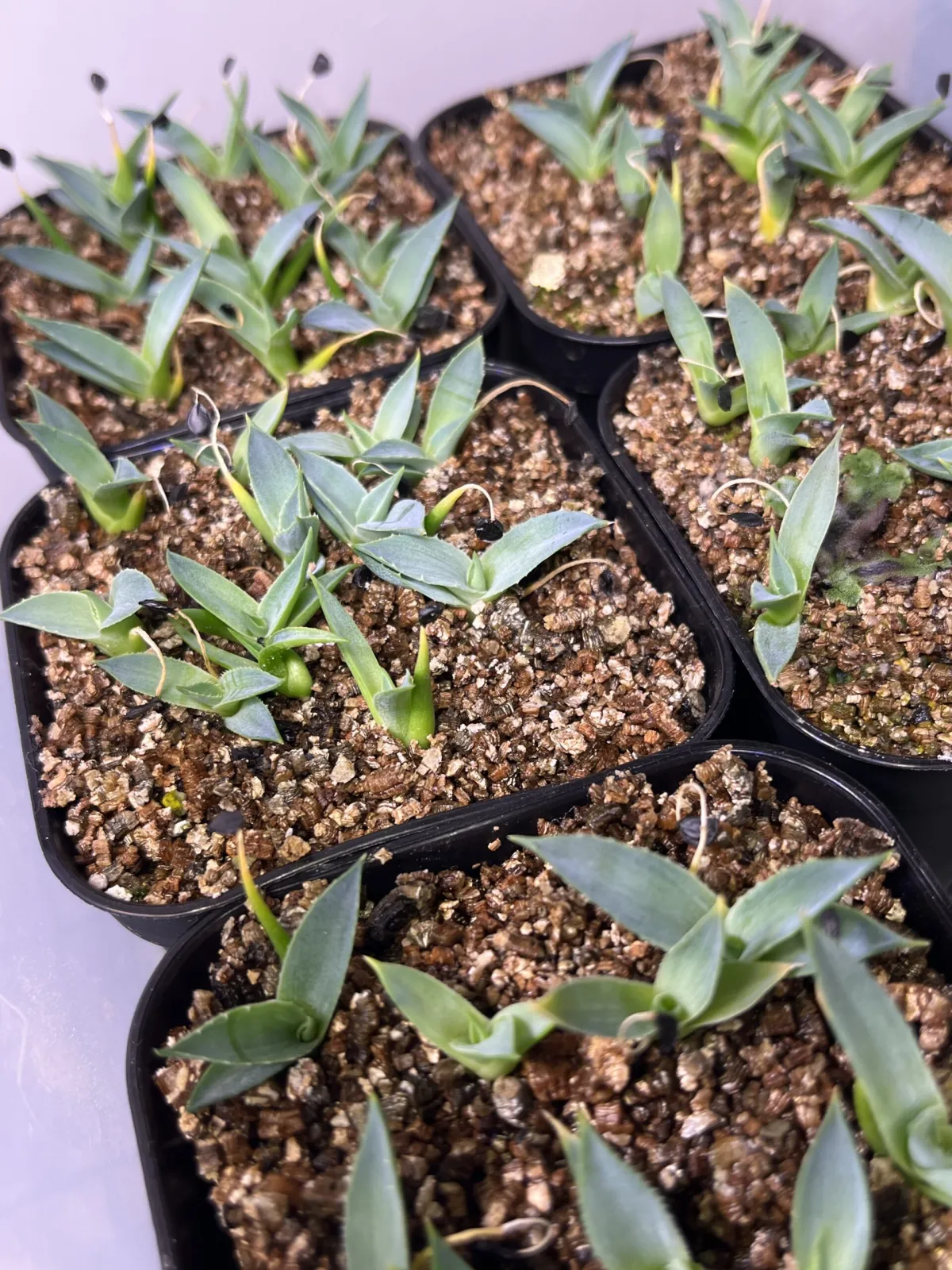 Agave utahensis var. nevadensis (アガベ ユタエンシス ネヴァデンシス)