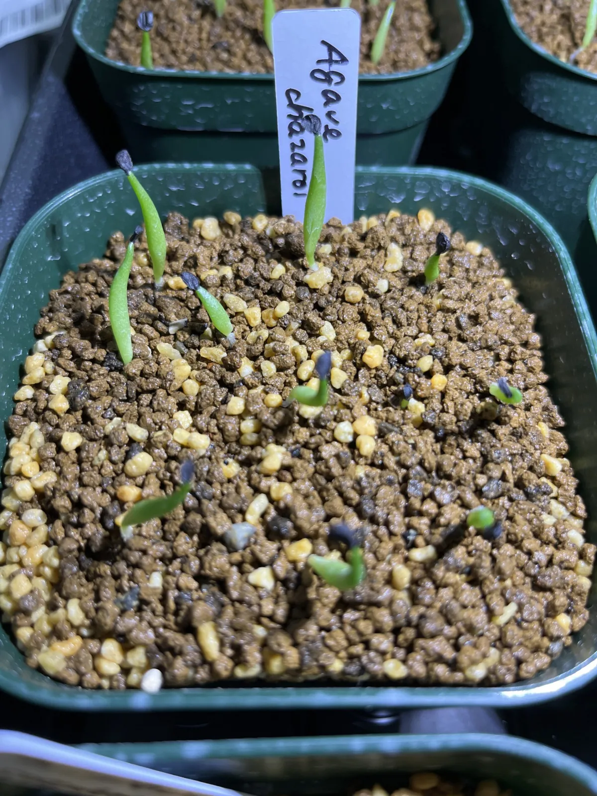 Agave chazaroi (アガベ チャザロイ)