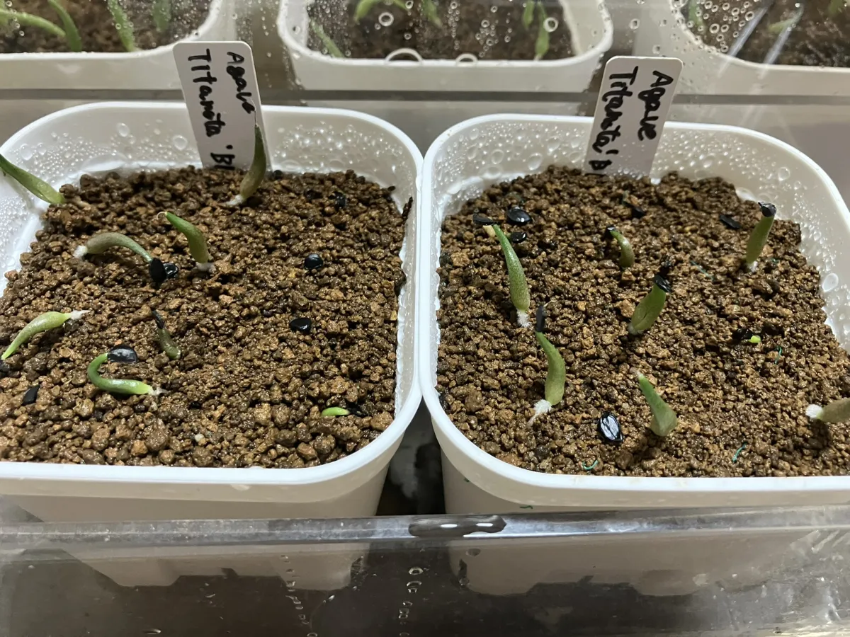 Agave titanota 'Blue' (アガベ チタノタブルー)