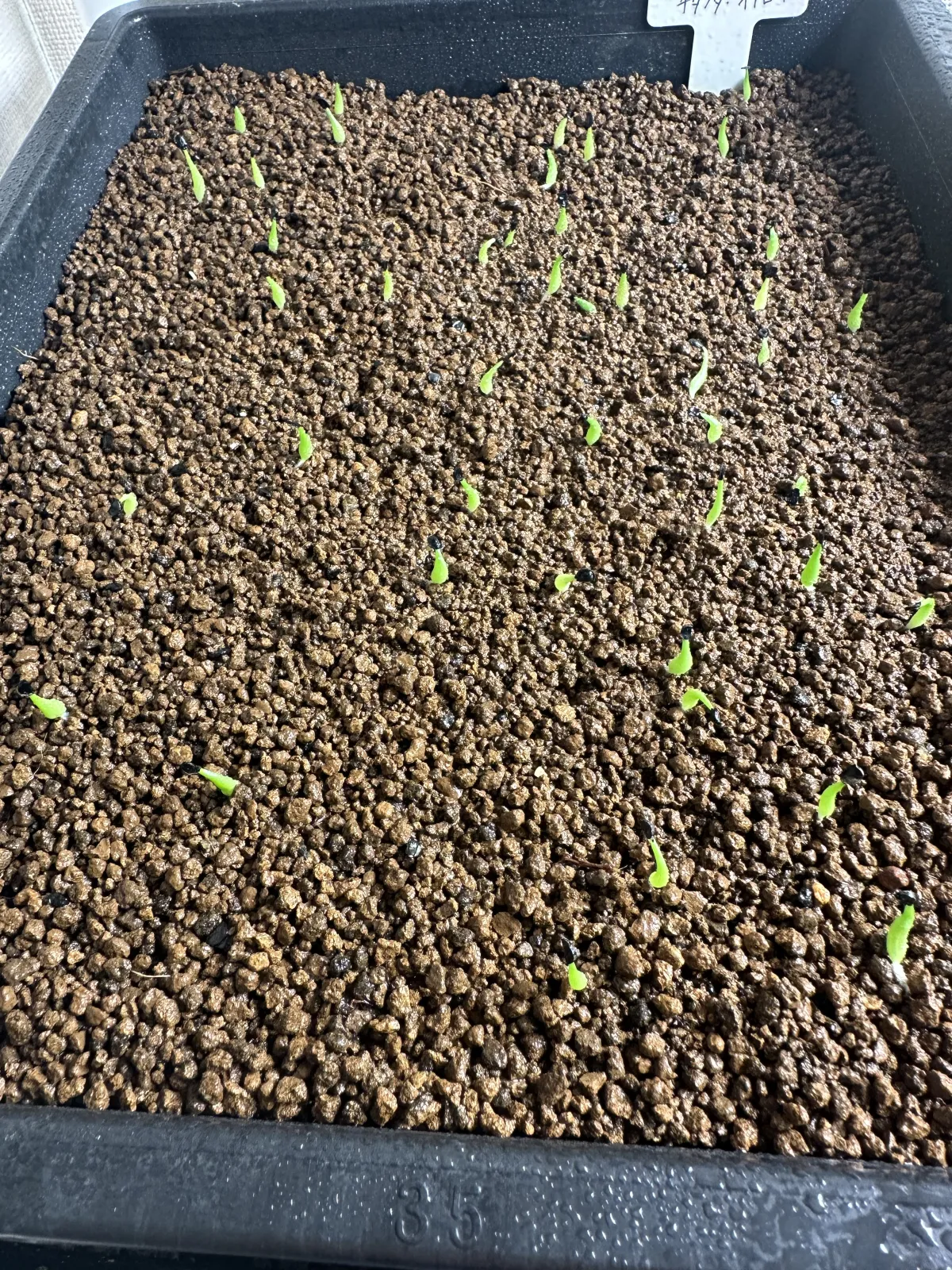 Agave oteroi (アガベ オテロイ)