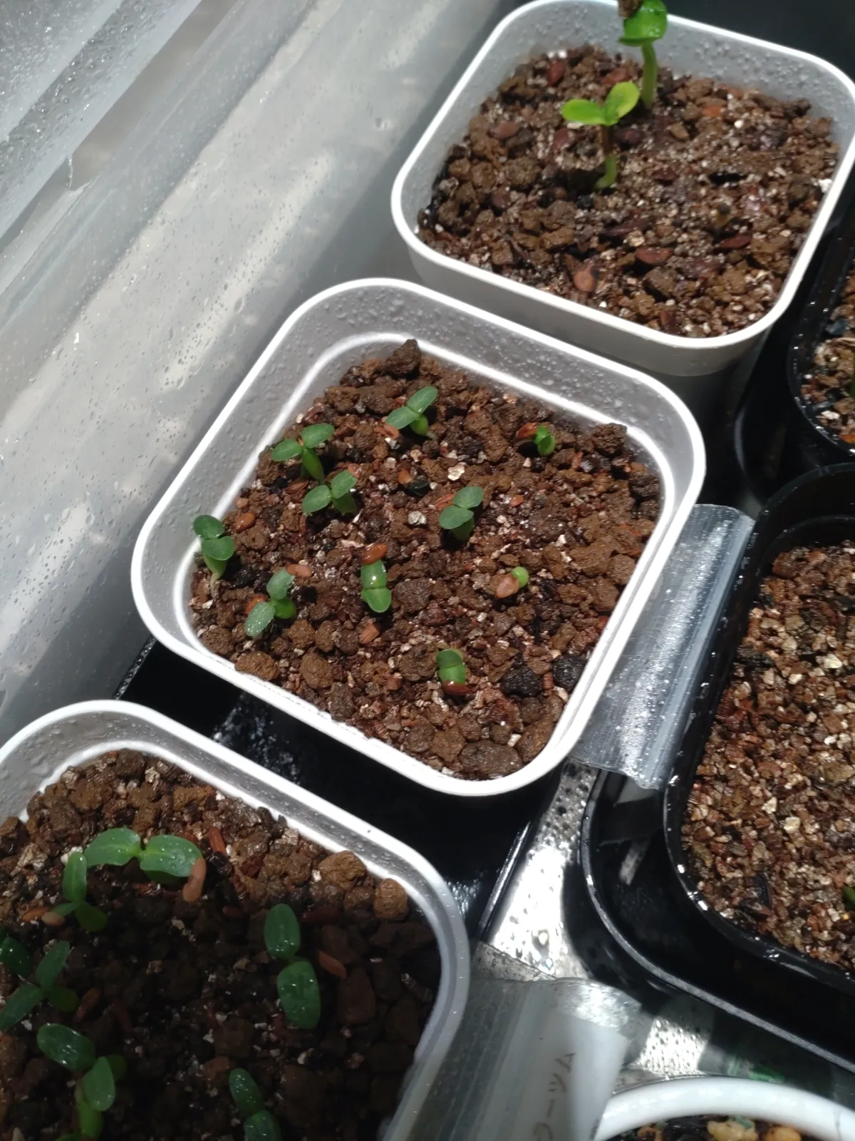 Pachypodium horombense (パキポディウム ホロンベンセ)