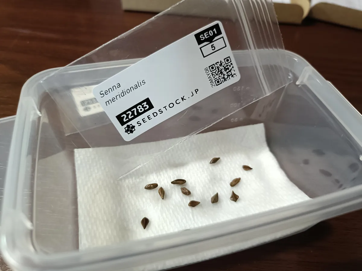 Senna meridionalis (センナ メリディオナリス)