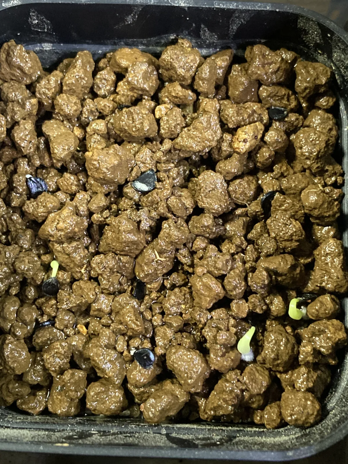 Agave xylonacantha (アガベ キシロナカンサ)