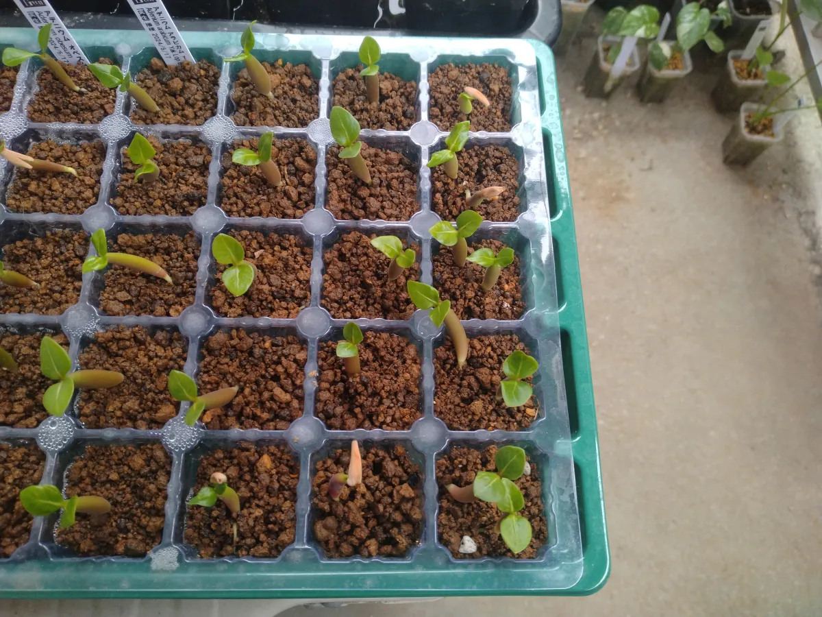 Adenium arabicum (アデニウム アラビカム)