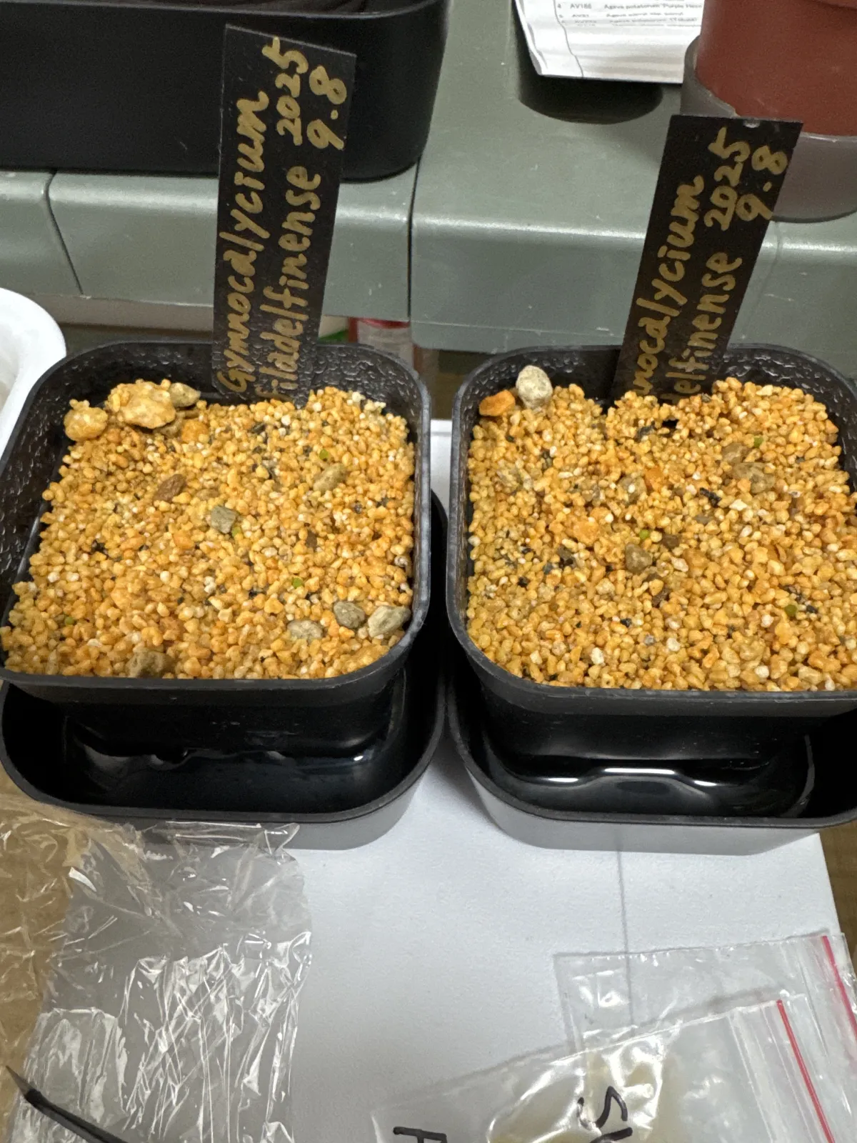 Gymnocalycium mihanovichii var. filadelfiense (ギムノカリキウム フィラデルフィネンセ)