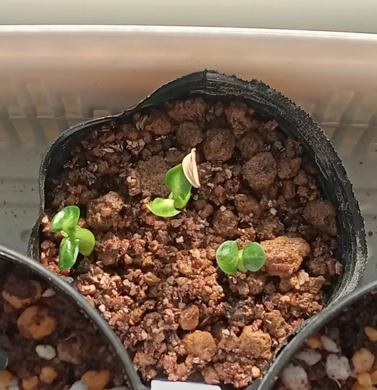 Fouquieria splendens ssp. splendens (フォークイエリア スプレンデンス)