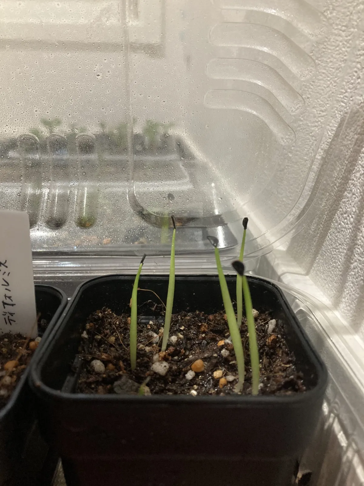 Agave difformis (アガベ ディフォルミス)