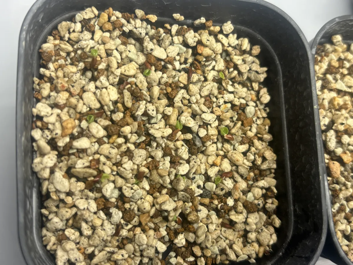 Hechtia oaxacana (ヘクチア オアハカーナ)