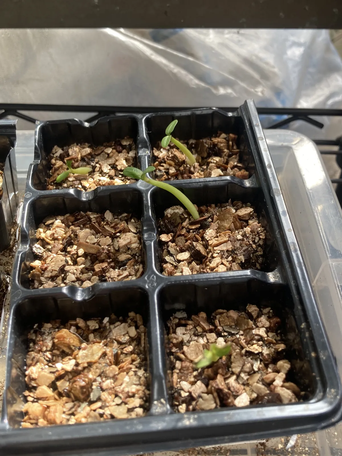 Pachypodium rosulatum var. gracilius (パキポディウム グラキリス)