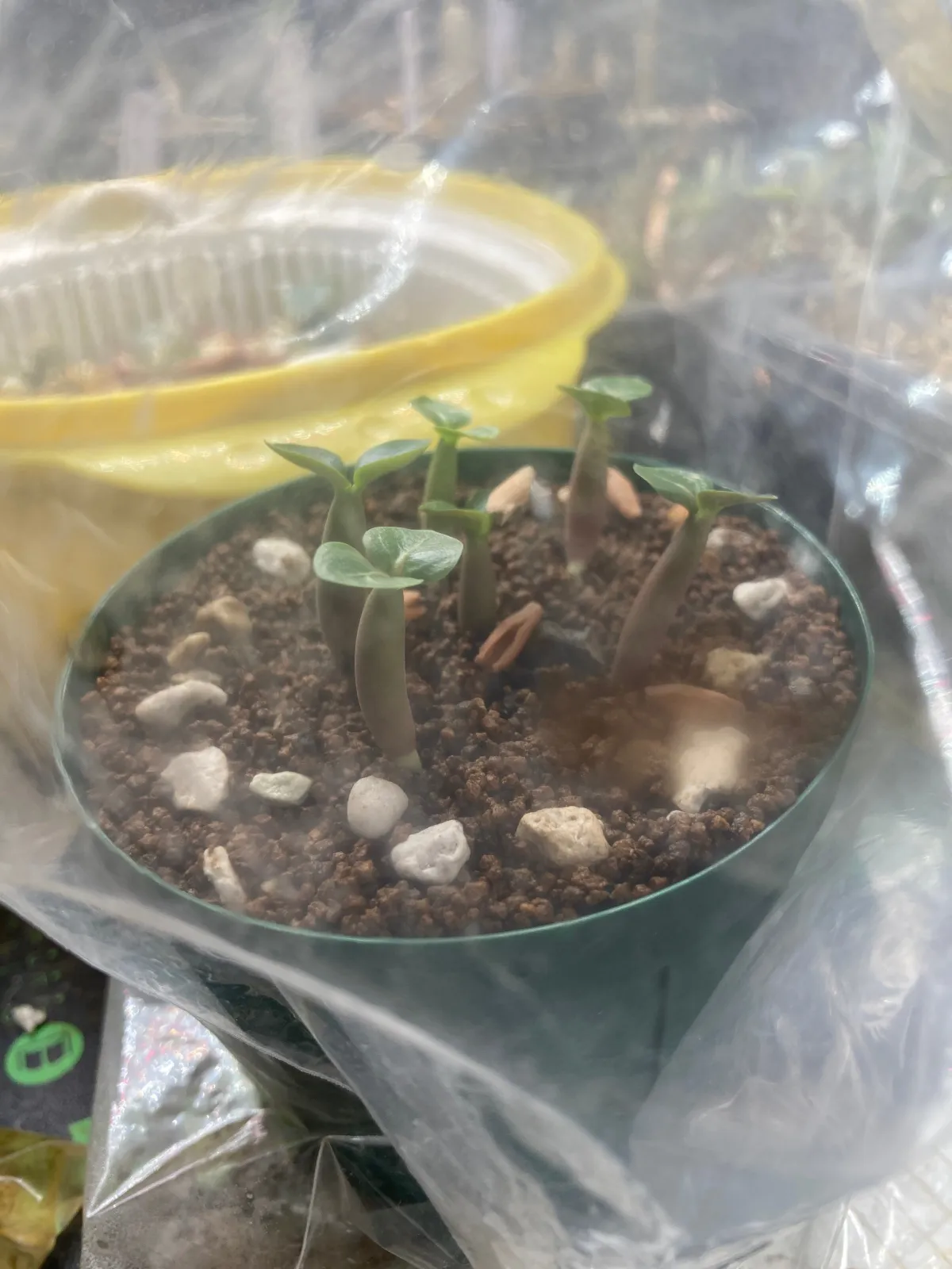 Adenium obesum Super red (アデニウム Adenium DDC X Super red)