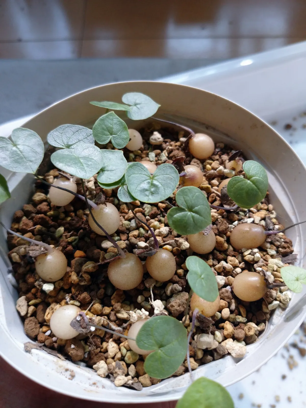 Dioscorea elephantipes (ディオスコレア エレファンティペス アフリカ亀甲竜)