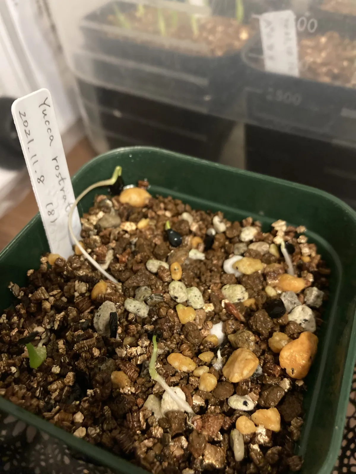 Yucca rostrata (ユッカ ロストラータ)