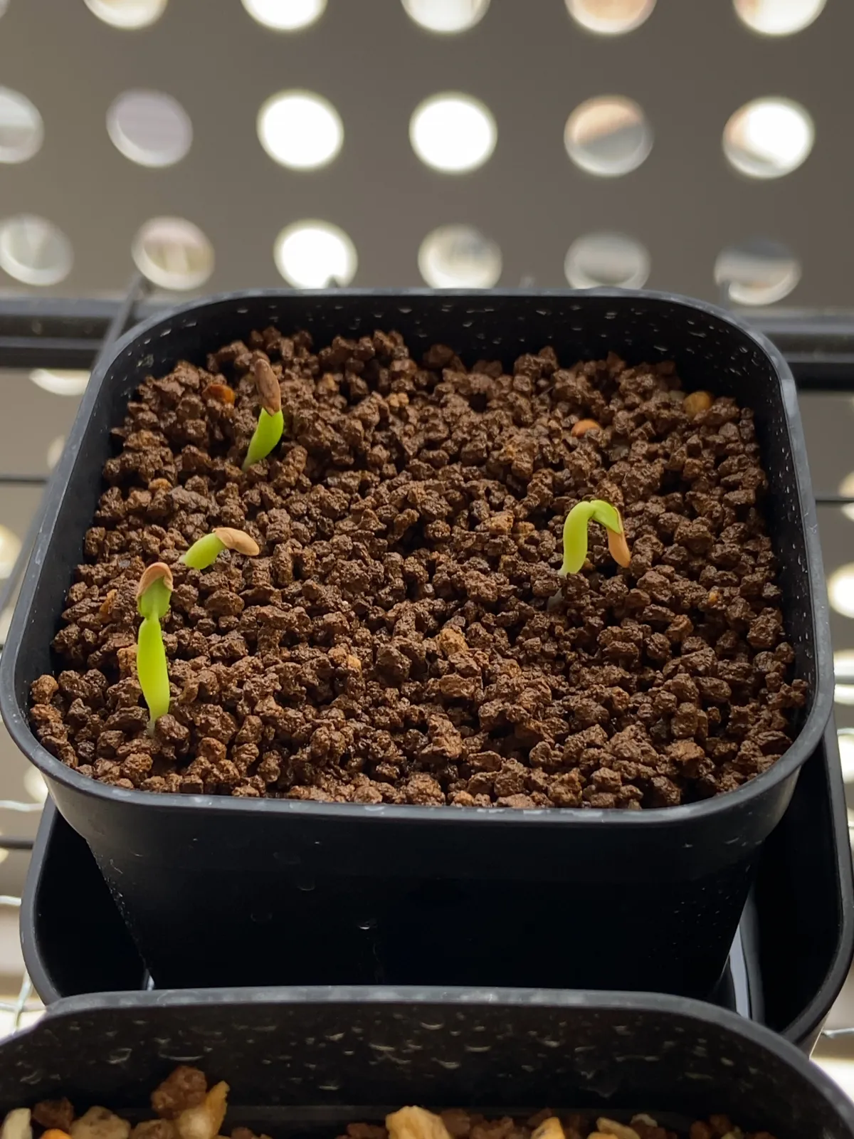 Pachypodium rosulatum var. gracilius (パキポディウム グラキリス)