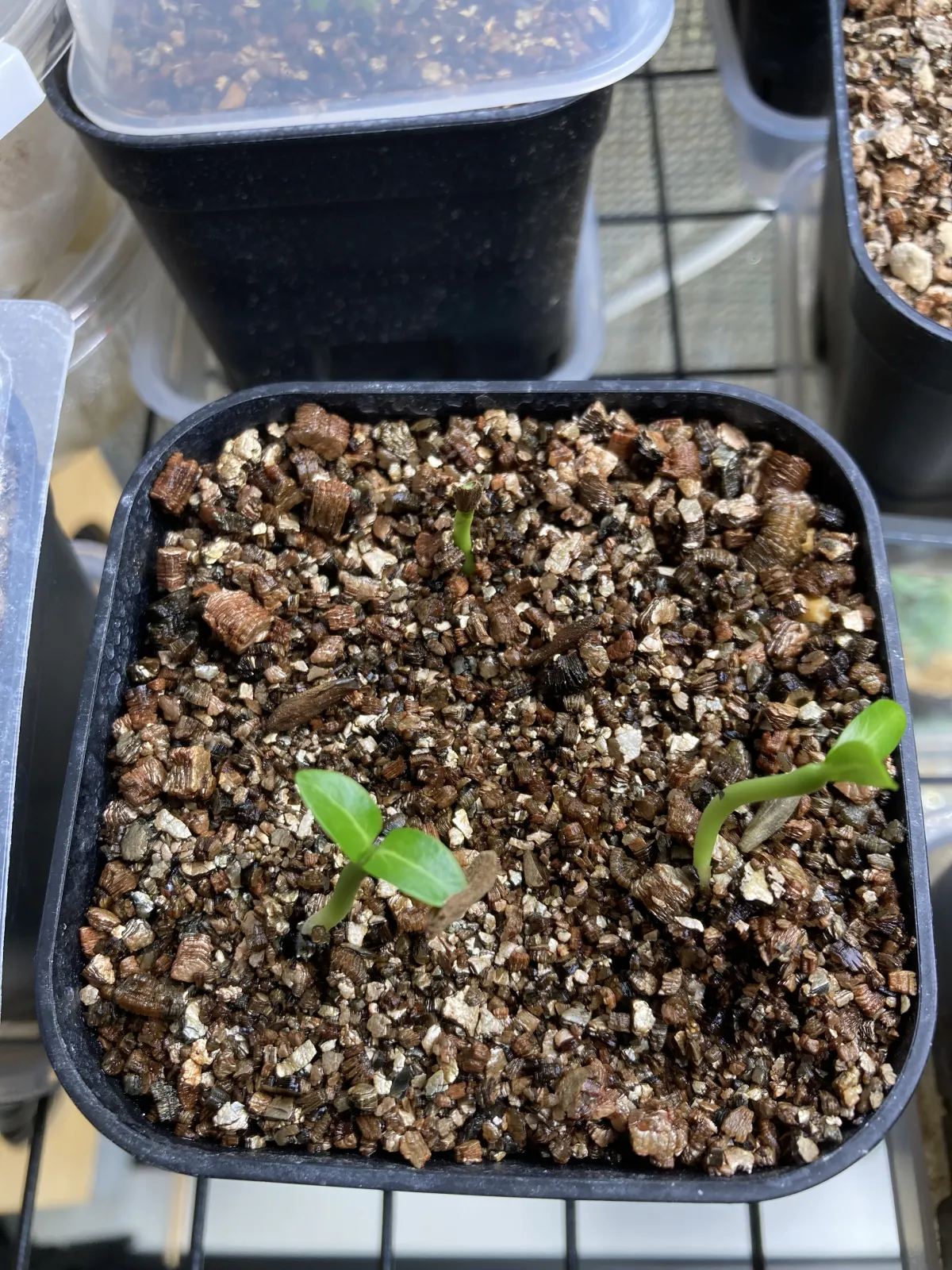 Pachypodium ambongense (パキポディウム アンボンゲンセ)