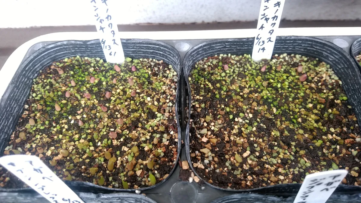 Echinocactus grusonii (エキノカクタス キンシャチ)