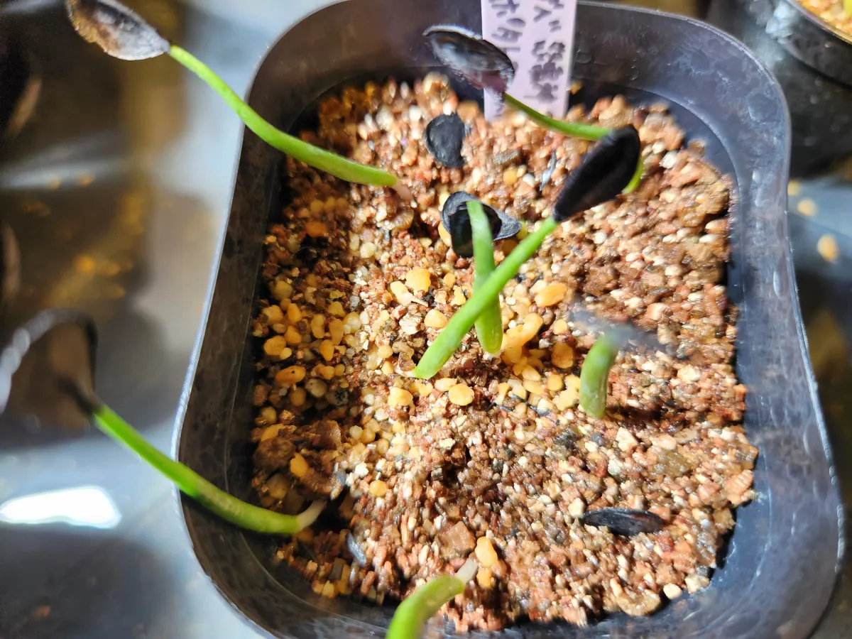 Agave potatorum var. verschaffeltii (アガベ ベルシャフェルティ)