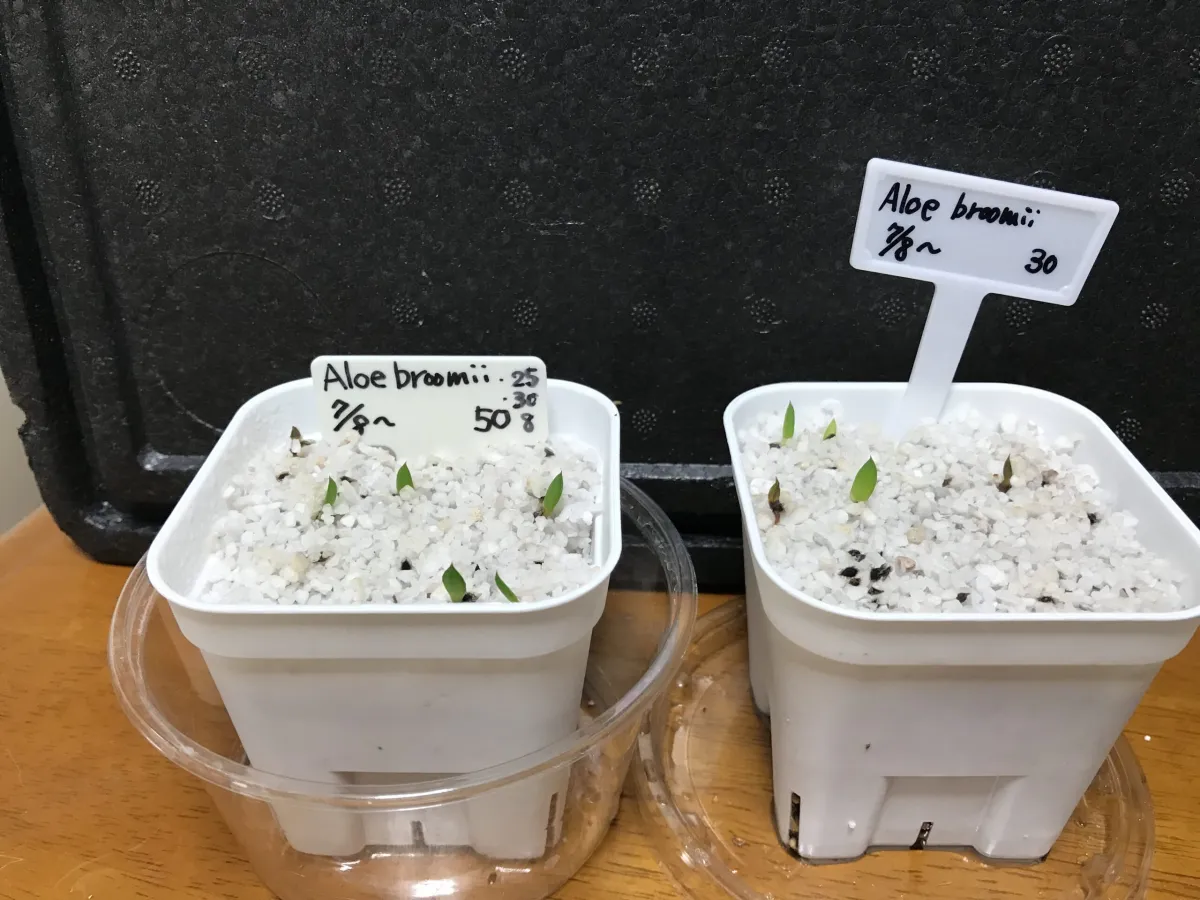 Aloe broomii (アロエ ブルーミー)