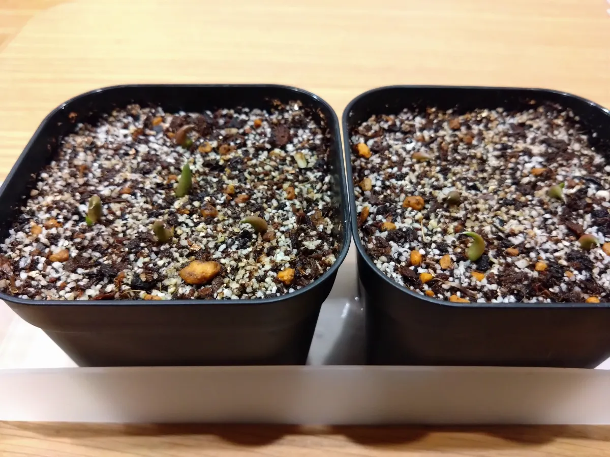 Agave oteroi (アガベ オテロイ)