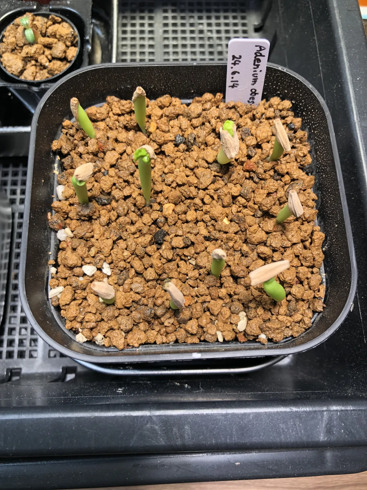 Adenium obesum (アデニウム オベスム)