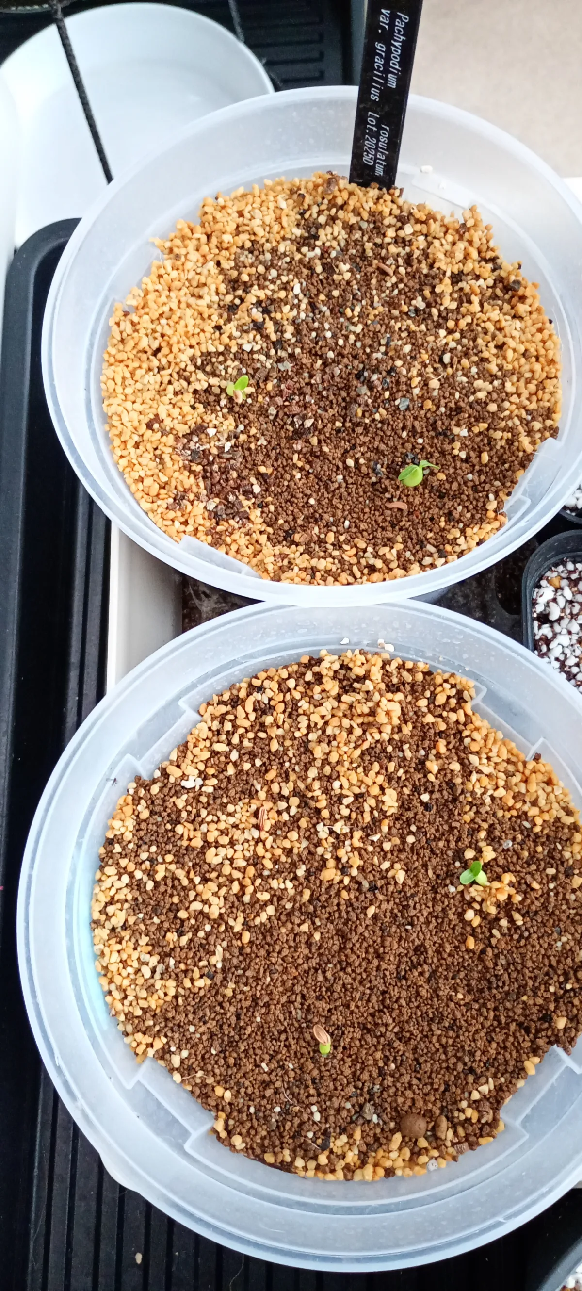 Pachypodium rosulatum var. gracilius (パキポディウム グラキリス)