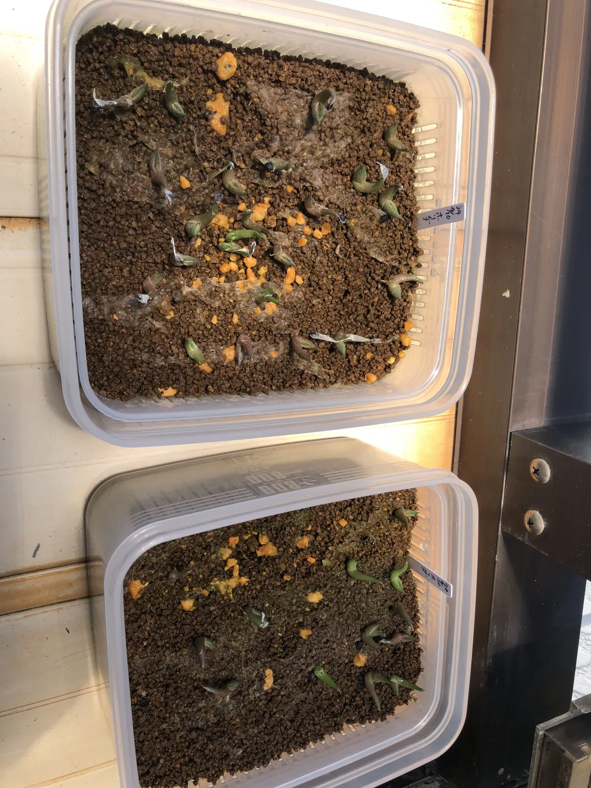 Agave horrida ssp. horrida (アガベ ホリダ)